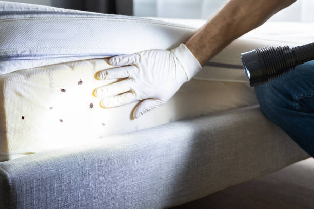 Best Mosquito Control Services  in Huntington, TX