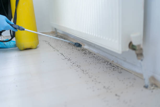 Best Rat Extermination Near Me  in Huntington, TX