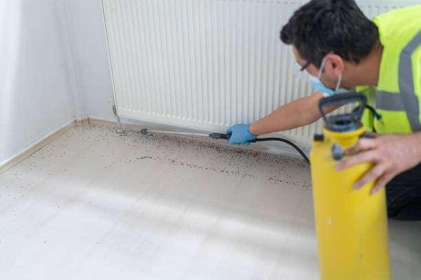 Best Insect Control  in Huntington, TX